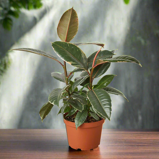 Ficus Elastica 'Tineke'