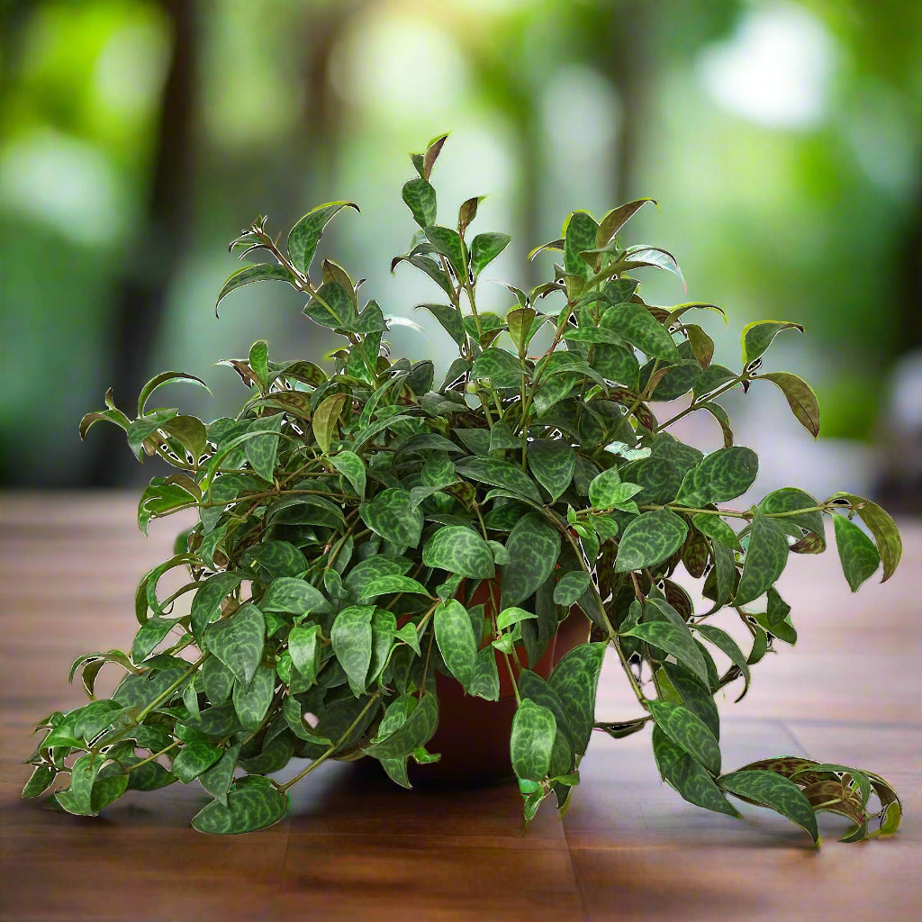 Lipstick Plant