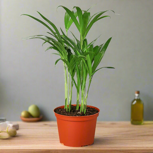 Areca Palm
