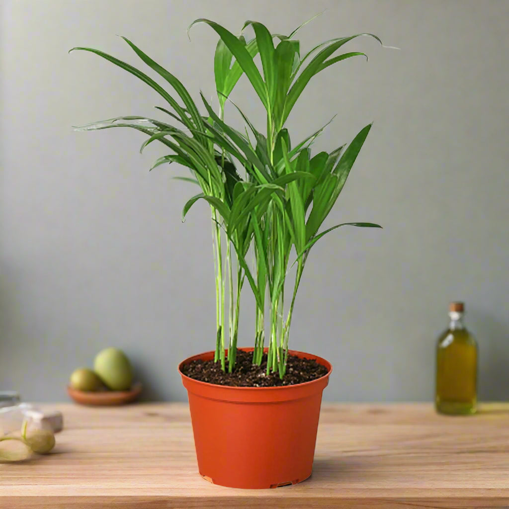 Areca Palm