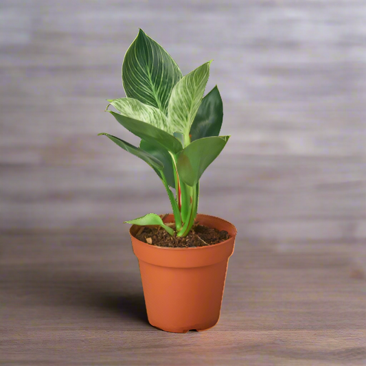 Philodendron 'Birkin'