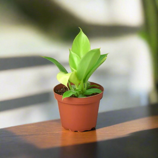 Philodendron 'Moonlight'