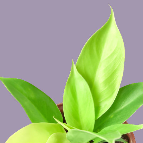 Philodendron 'Moonlight'