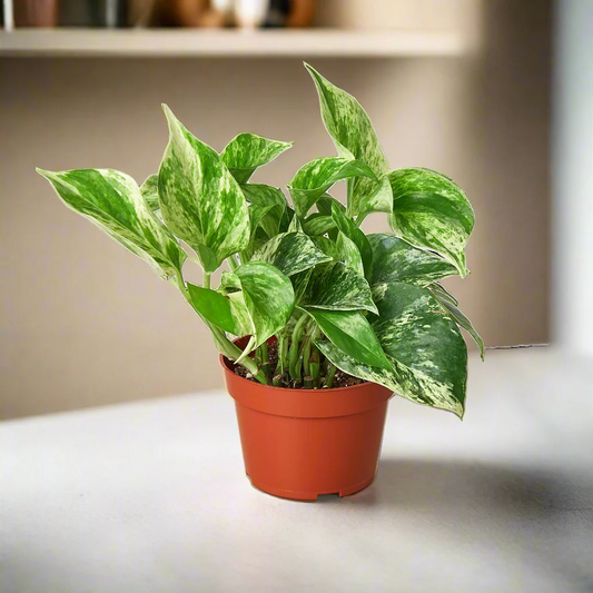 Pothos 'Marble Queen'
