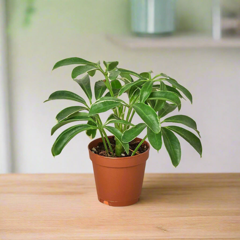 Schefflera Arboricola 'Umbrella'