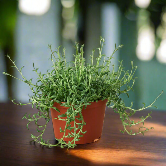 Succulent 'String of Dolphins'