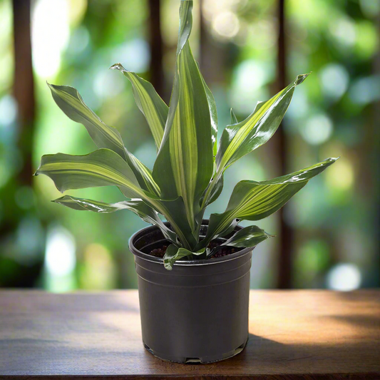 Dracaena Golden Heart