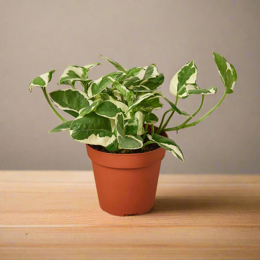 Pothos 'N'joy'
