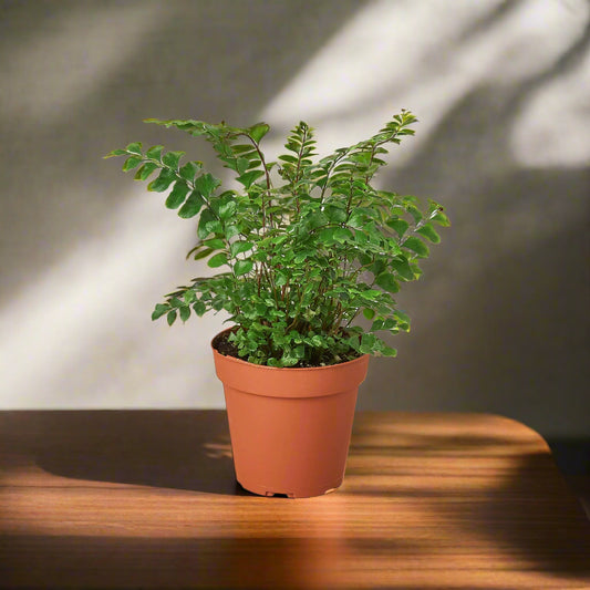 Mahogany Fern