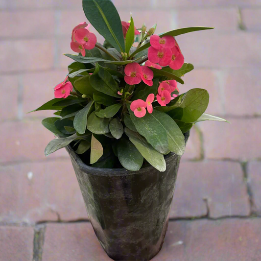 Crown of Thorns