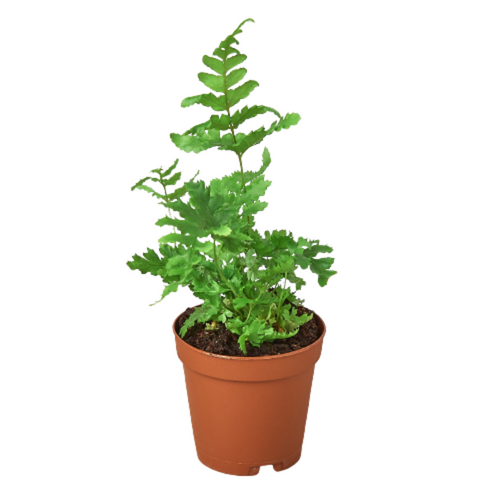 Pet Friendly Plants
