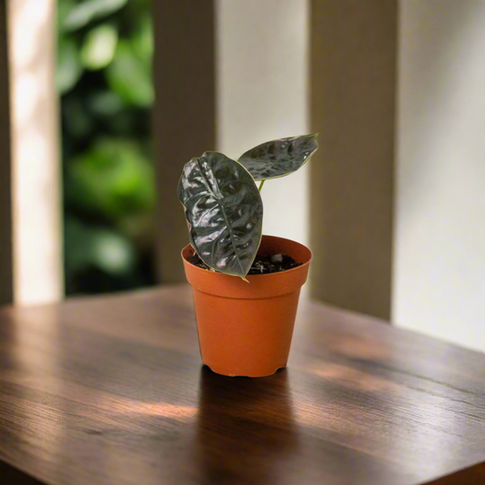 Alocasia 'Red Mambo' - 4" Pot