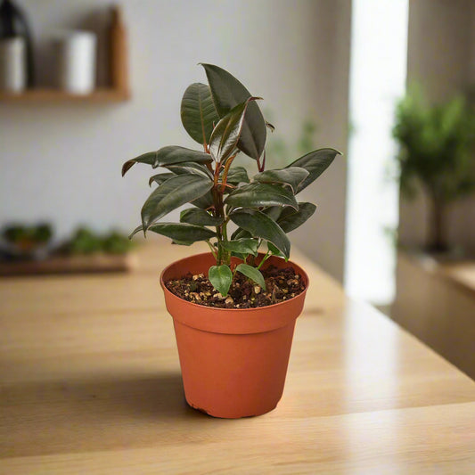 Ficus Elastica 'Burgundy'