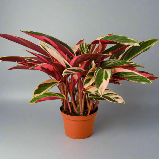Stromanthe Triostar