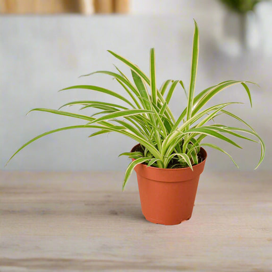 Spider Plant Reverse