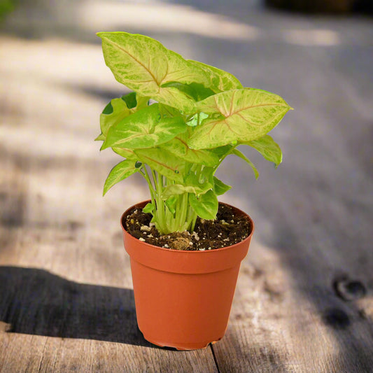 Syngonium Gold