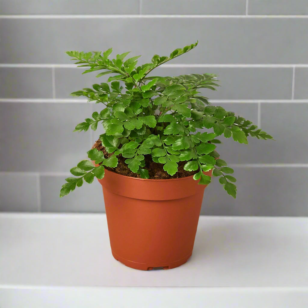 Austral Gem Fern