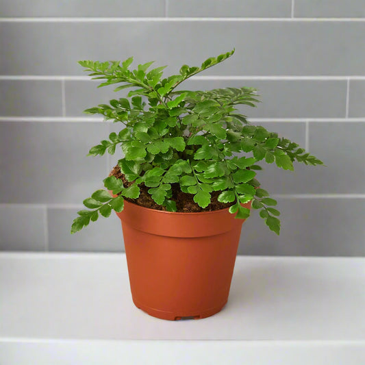 Austral Gem Fern