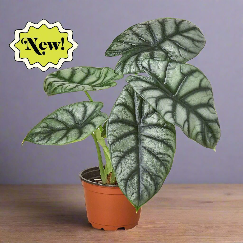 Alocasia Silver Dragon