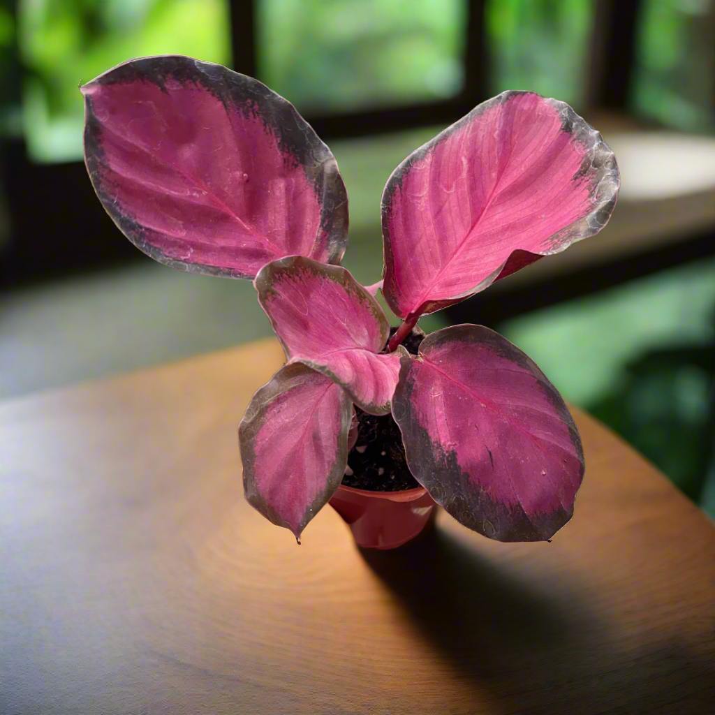 Calathea 'Purple Rose'