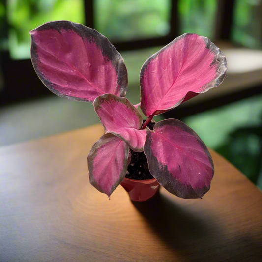Calathea 'Purple Rose'