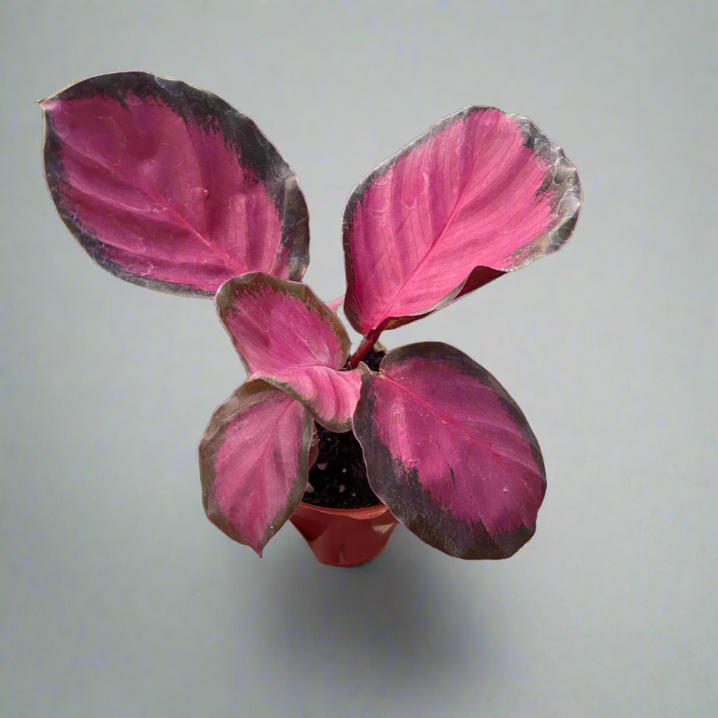 Calathea 'Purple Rose'