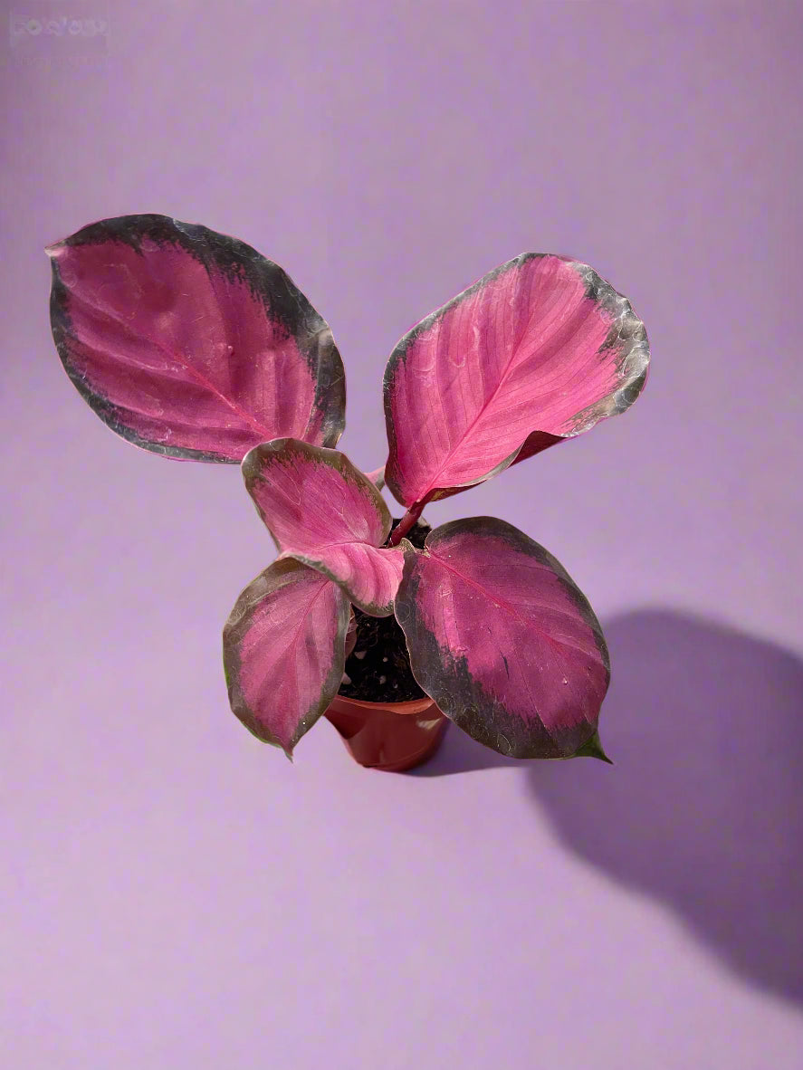Calathea 'Purple Rose'