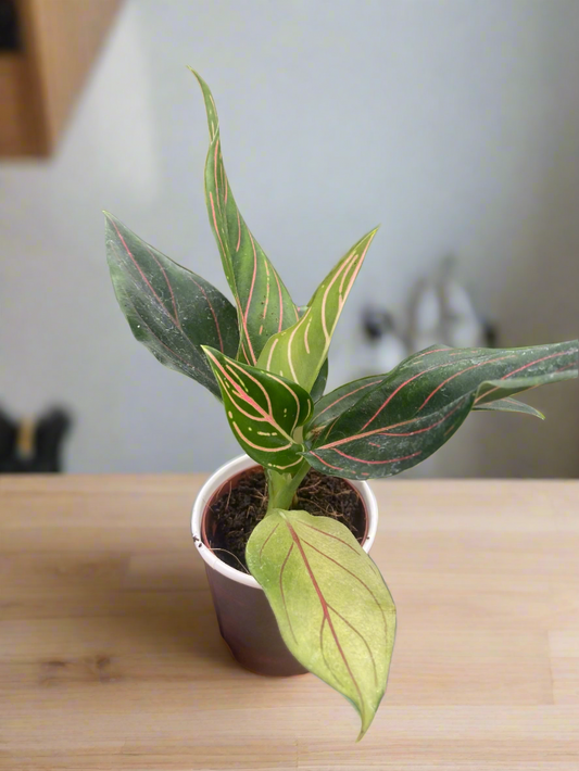 Chinese Evergreen 'Red Vein'