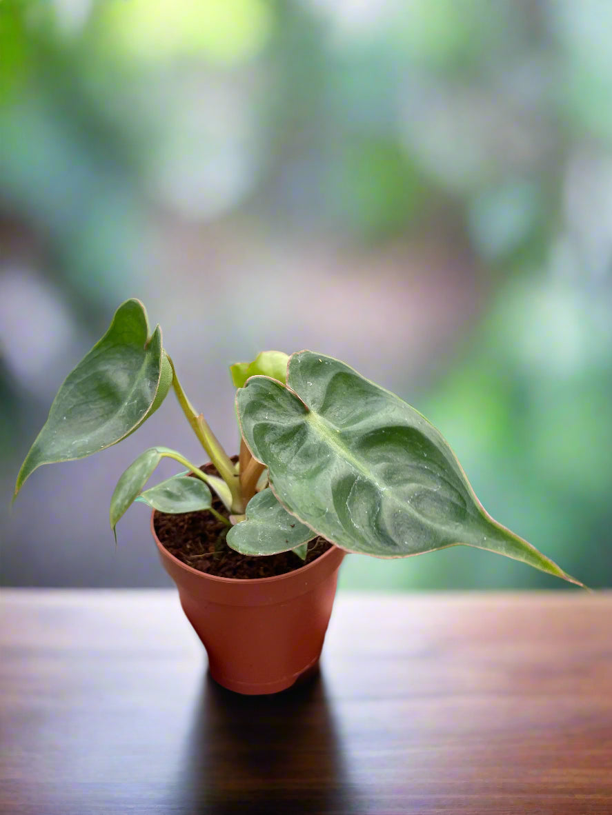 Philodendron 'Billietiae'