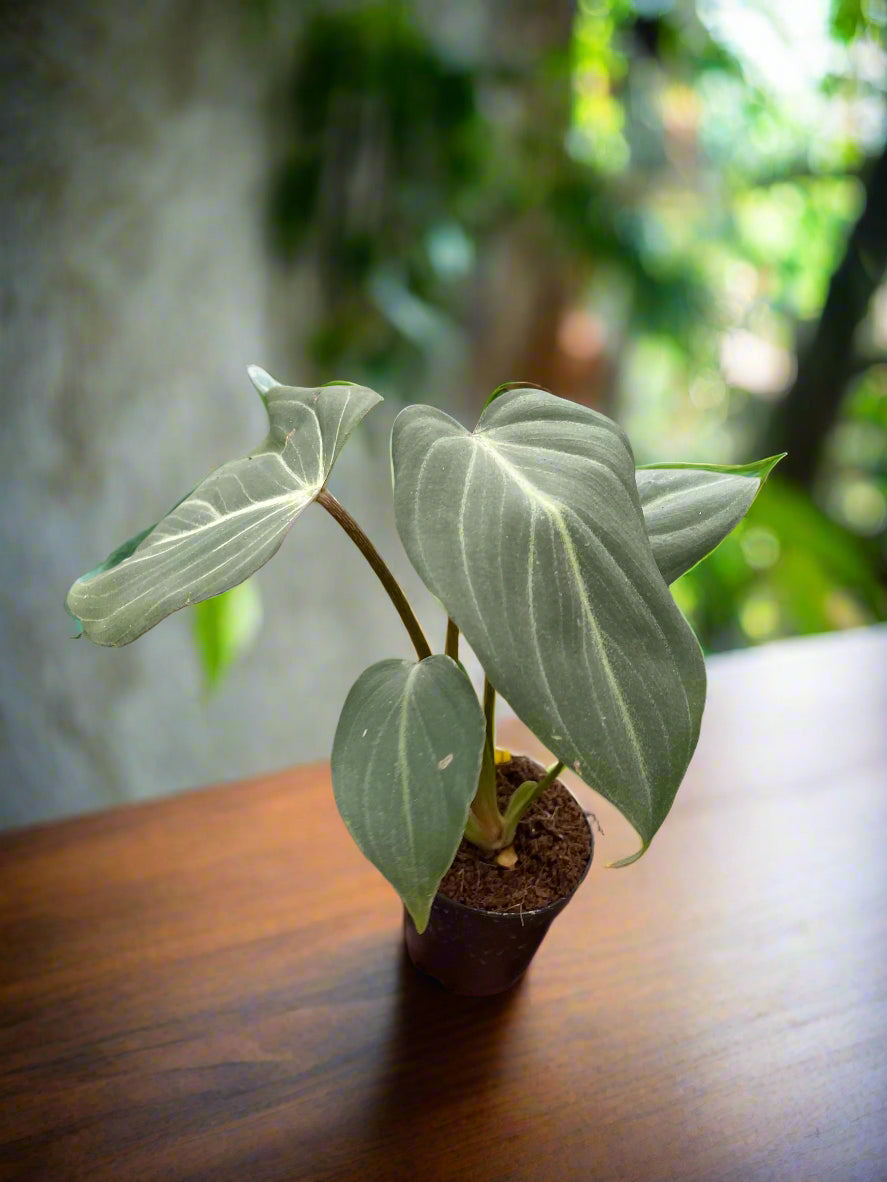 Philodendron Gloriosum