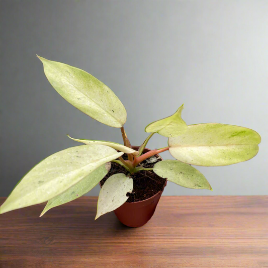 Philodendron 'Snowdrift'
