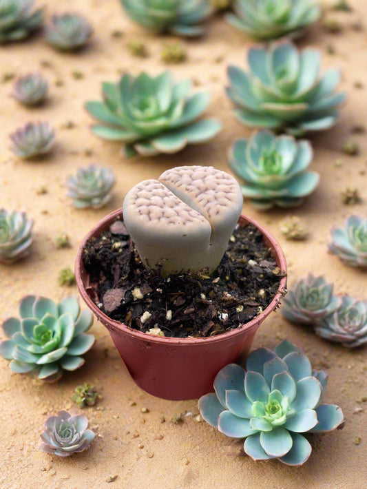 Lithop Living Stone