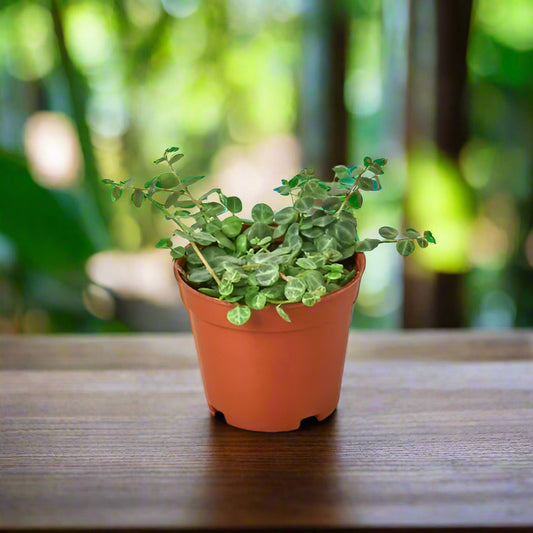 Peperomia Prostrata 'String of Turtles'