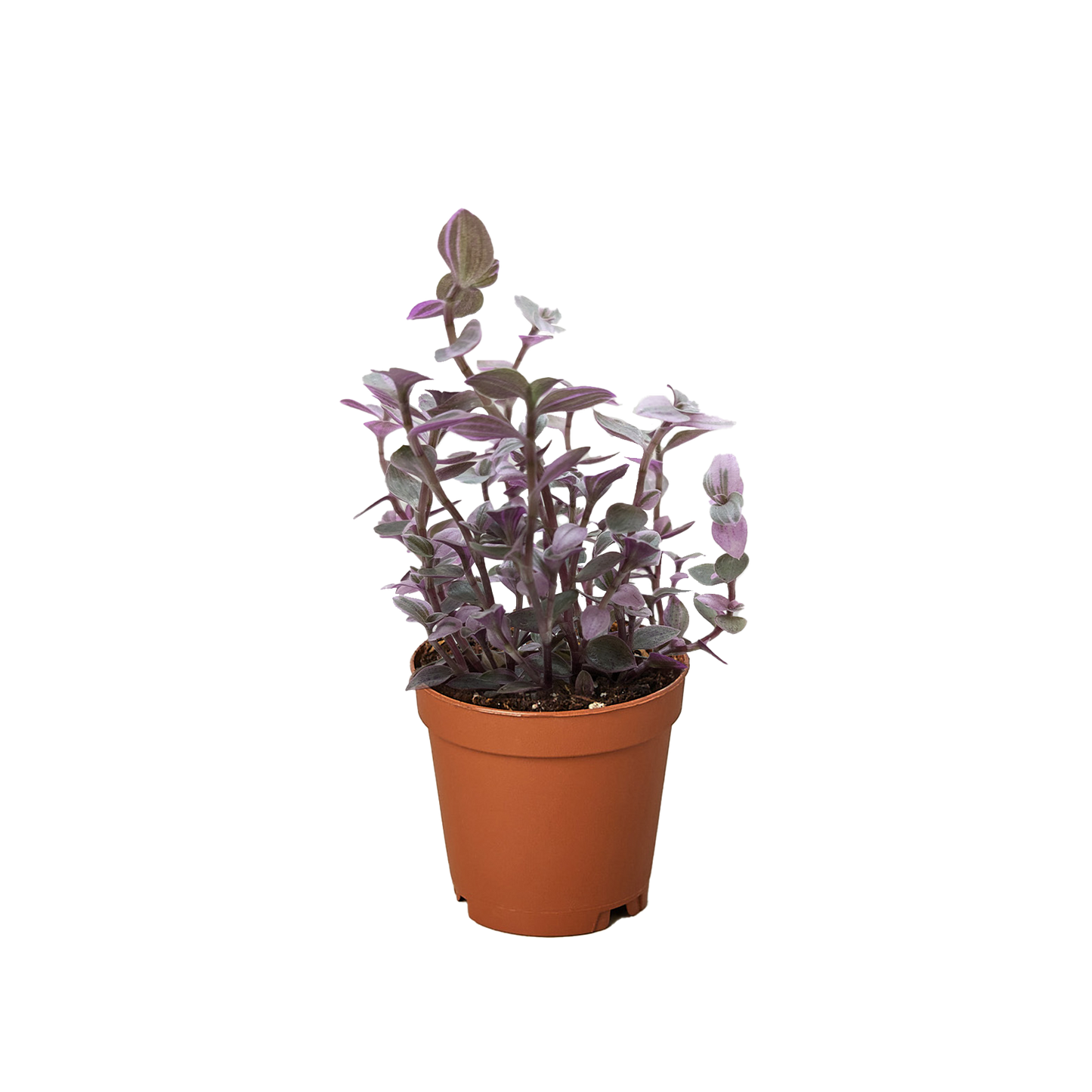 Tradescantia Callisia 'Pink Panther'