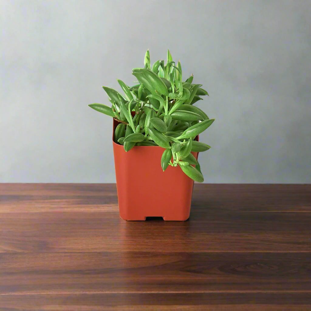 Succulent 'String of Bananas'