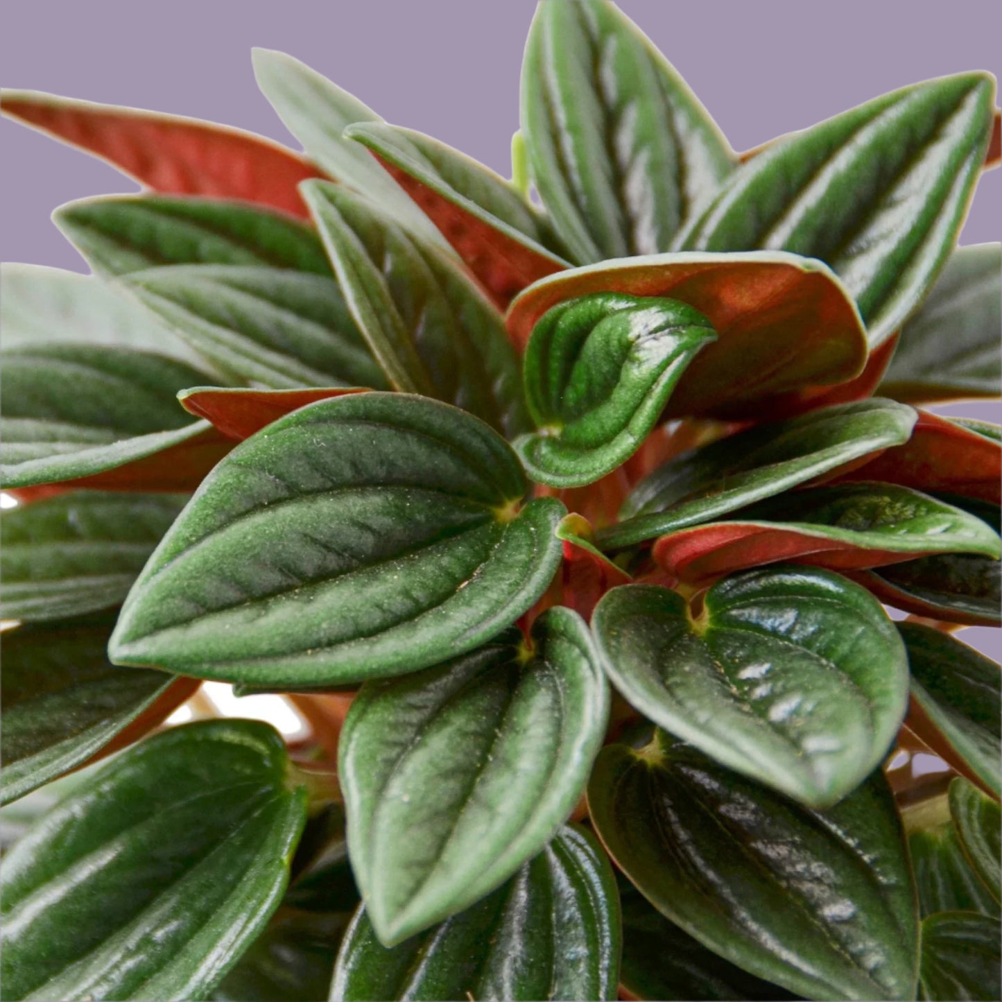 Peperomia Rosso