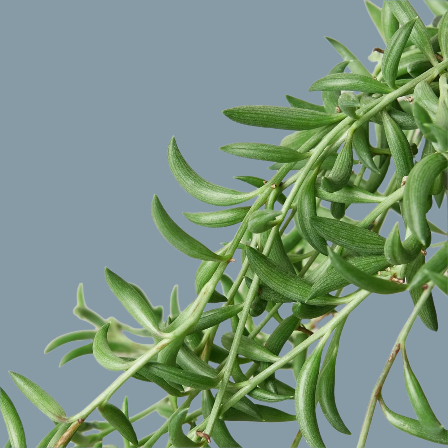 Succulent 'String of Bananas'
