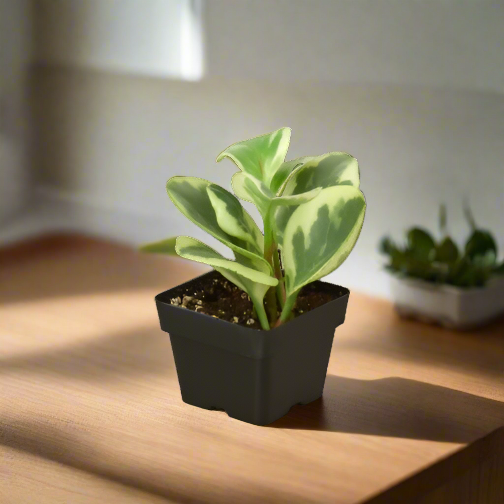 Peperomia 'Marble'