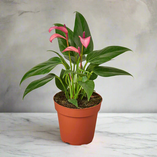 Anthurium 'Purple'