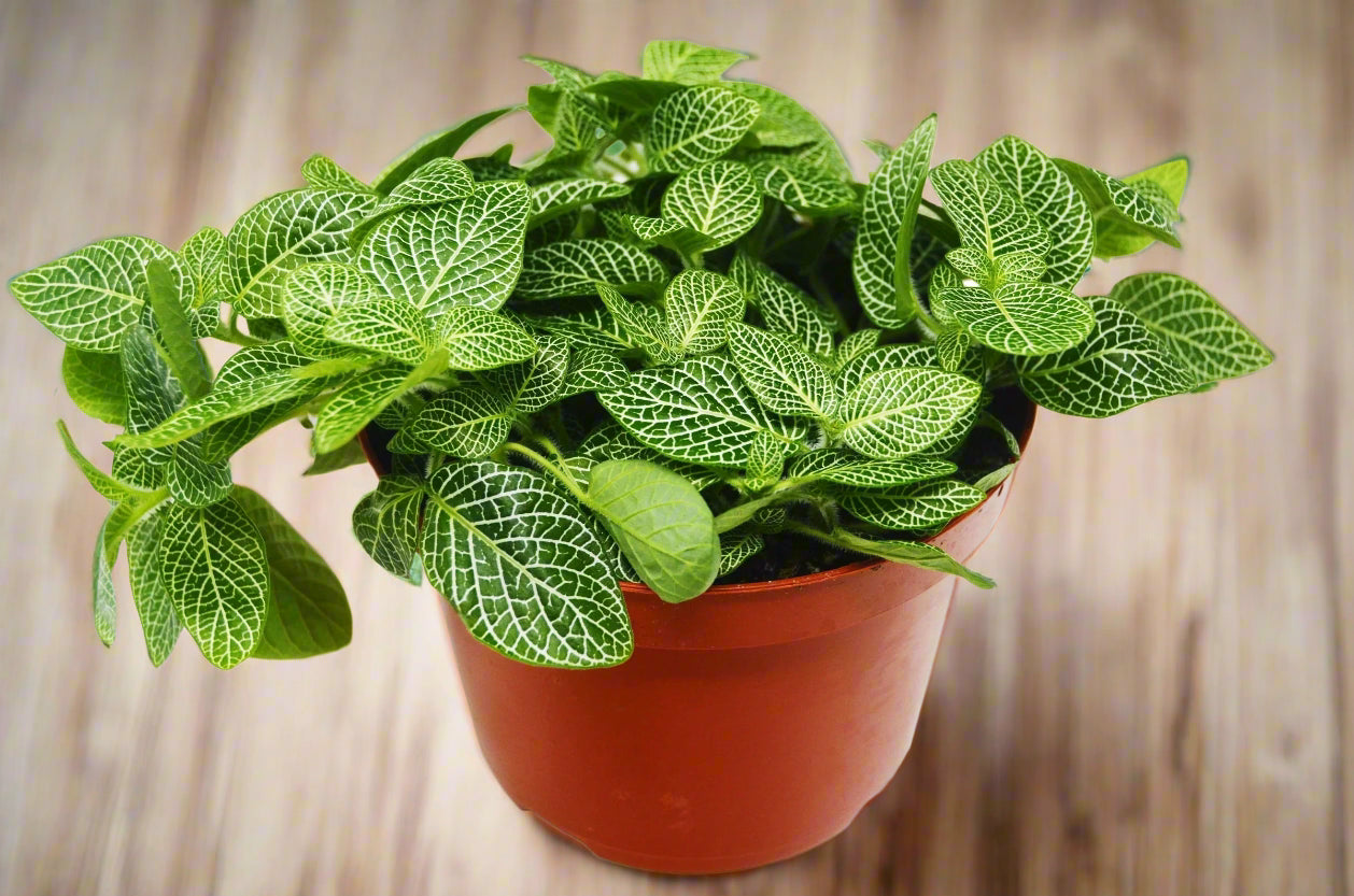 Fittonia 'White Nerve Plant'