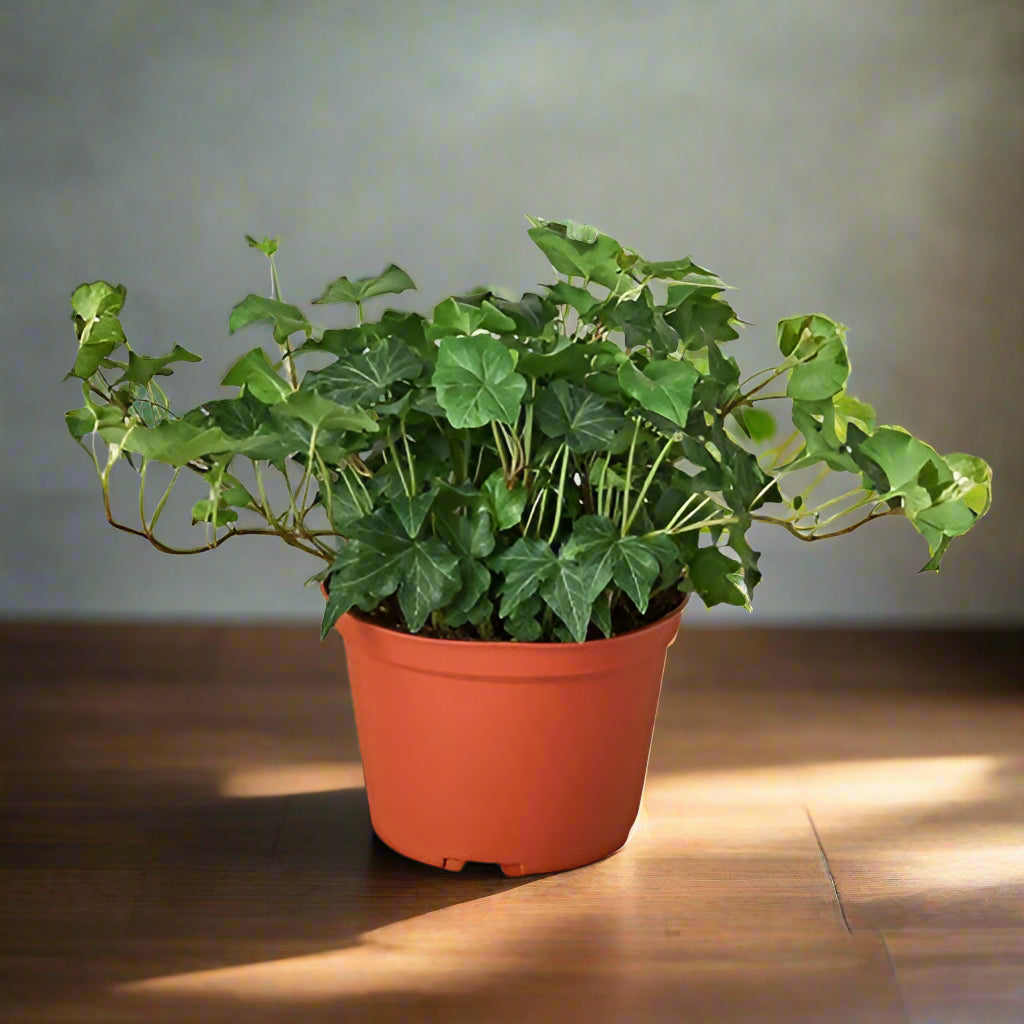 English Ivy Green California