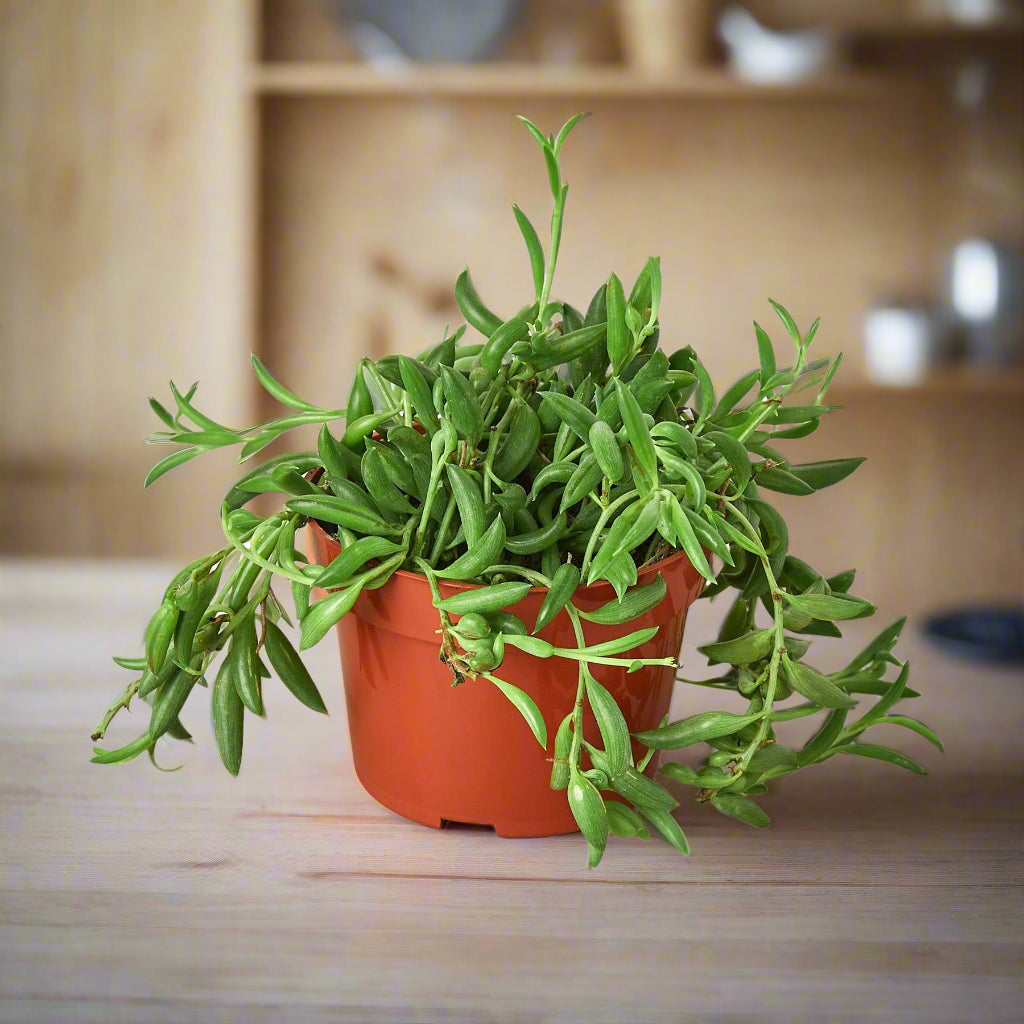 Succulent 'String of Bananas'