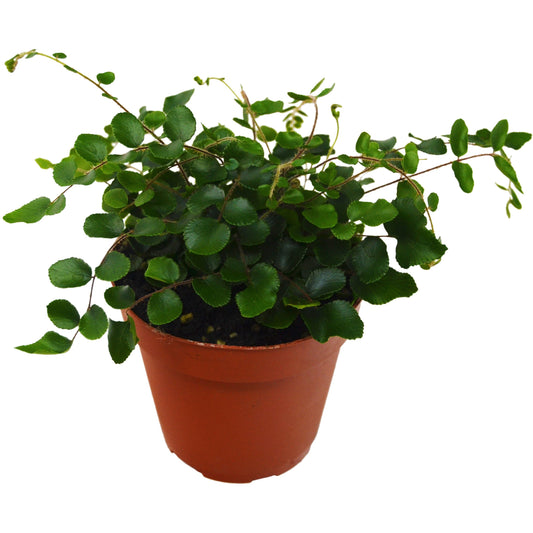 Button Fern - The Sassy One