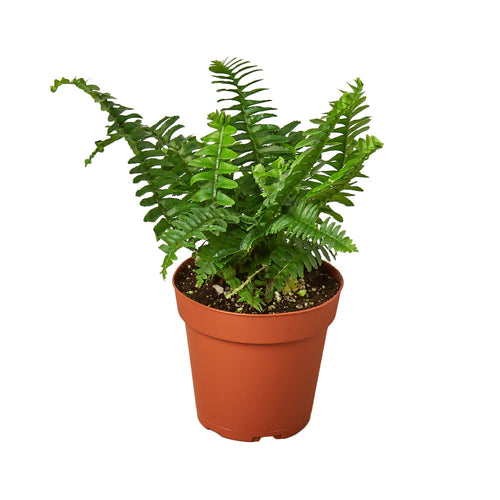 Foliage Plants