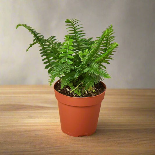 Jester's Crown Fern