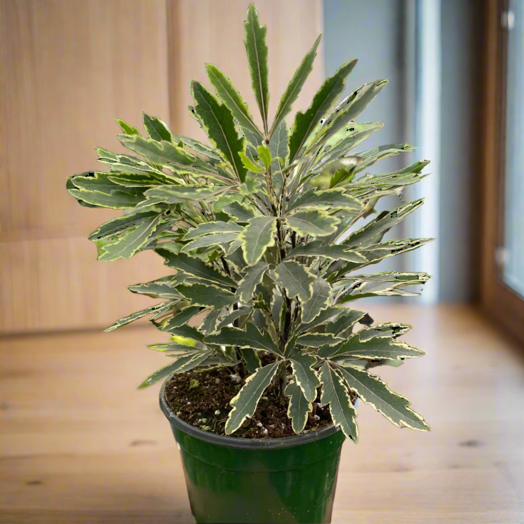 Aralia 'Bianca'