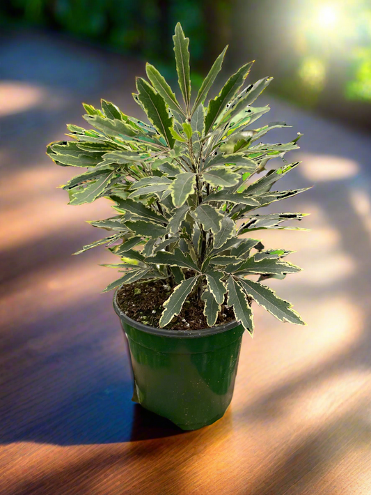 Aralia 'Bianca'