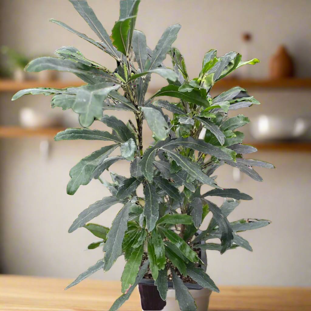 Aralia 'Green'