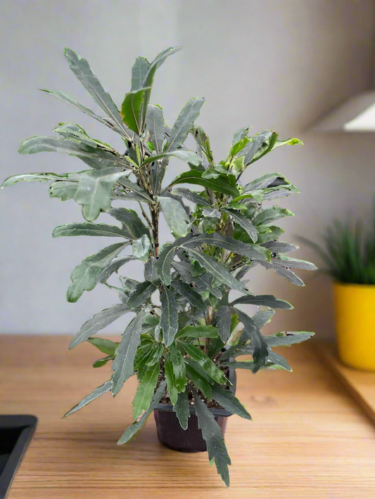 Aralia 'Green'