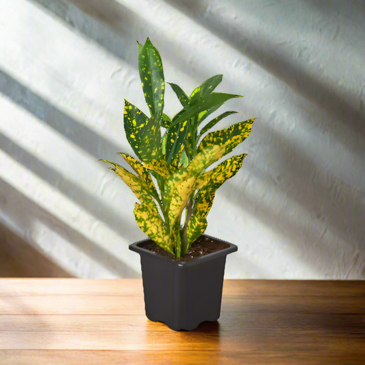 Croton 'Gold Dust'